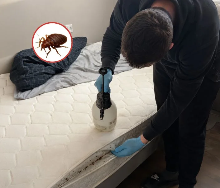 Technicien traitant un matelas contre les punaises de lit à Auffargis
